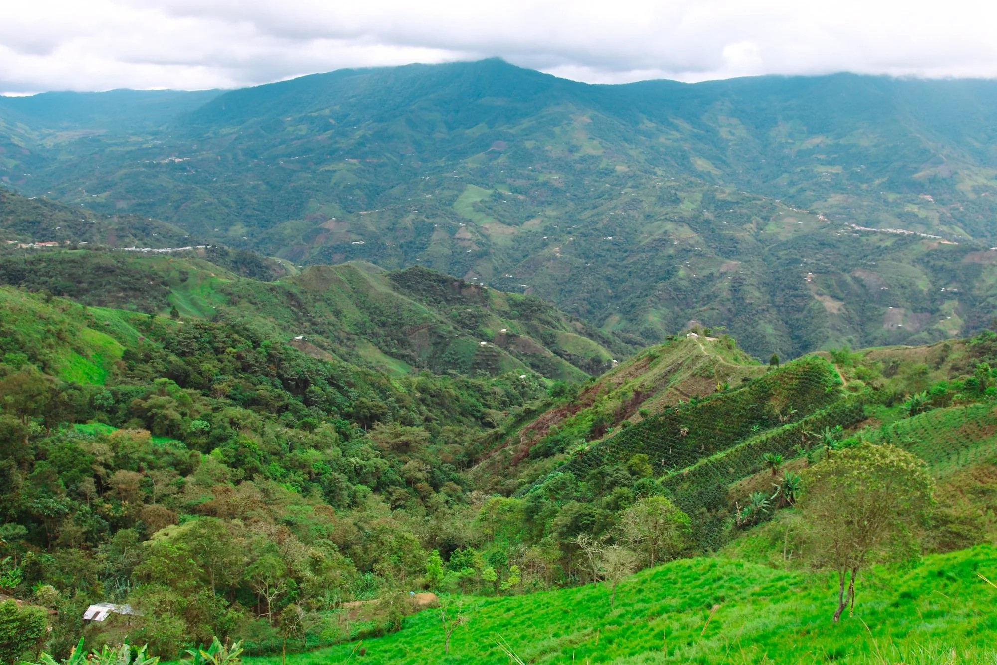 Station Supply - Peruvian Coffee