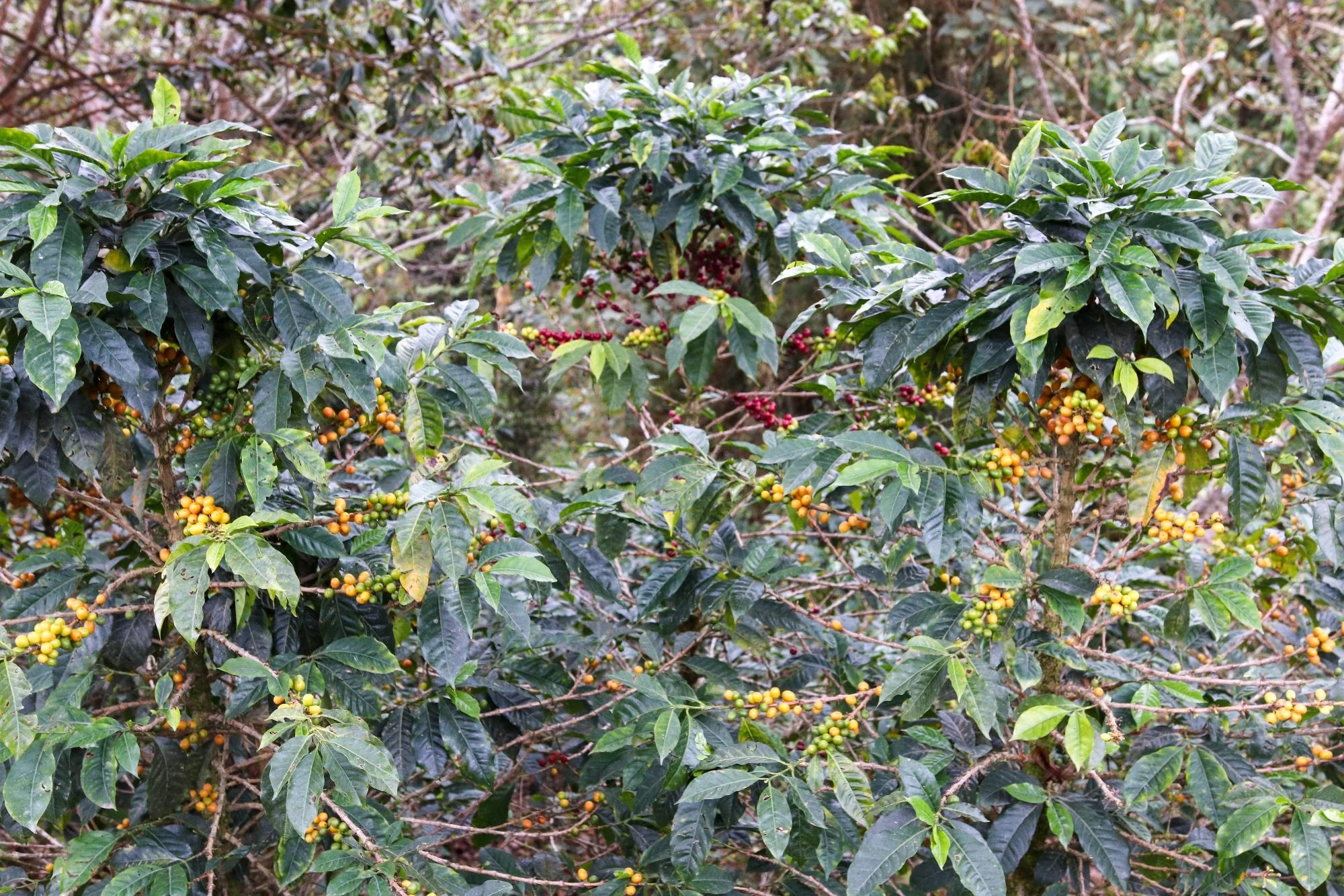 Station Supply - Peruvian Coffee